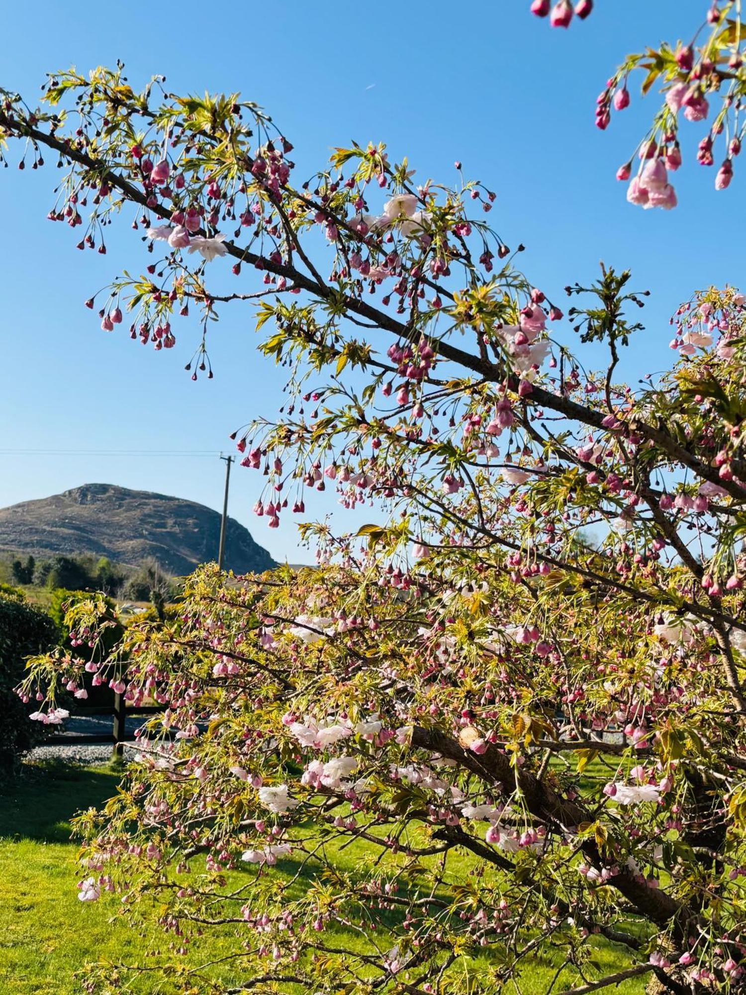 Hillcrest Farmhouse Bed & Breakfast Boyhollagh Exteriér fotografie